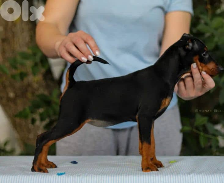 mini pinscher 0