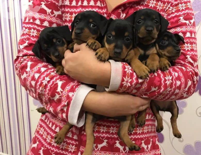 mini pinscher 1