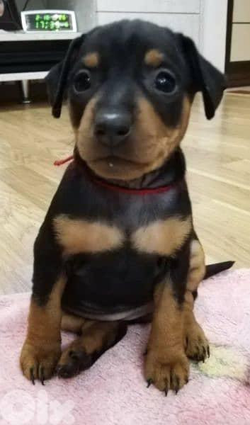 mini pinscher 2