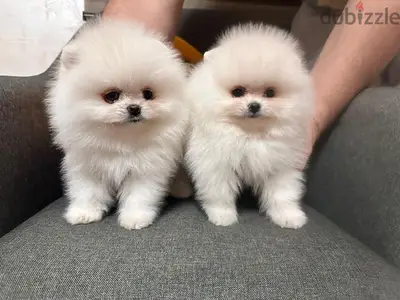 TEACUP Pomeranian Puppy - STAYS SMALL - Delivery Dog كلاب
