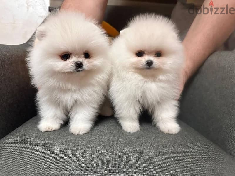 TEACUP Pomeranian Puppy - STAYS SMALL - Delivery Dog كلاب 0