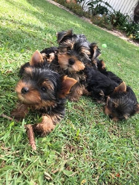 Yorkshire Terrier mini puppy available now imported Delivery/ كلب  Dog 0