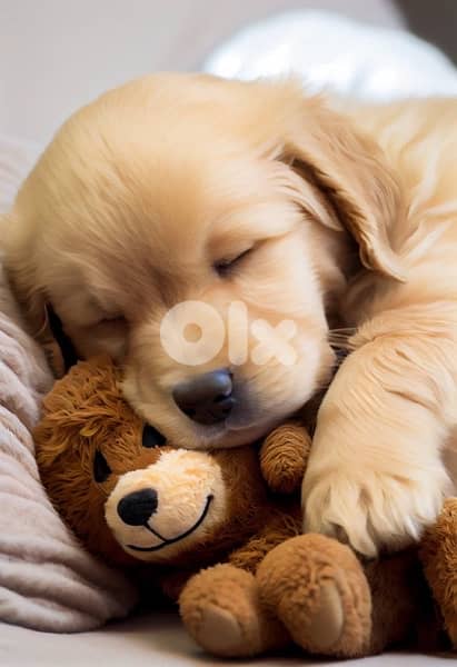 Hurry up! Golden Retriever puppy available!! Dog/Delivery/كلب 0
