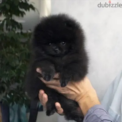 Teacup Pomeranian Black Delivery Dog كلب جرو كلاب