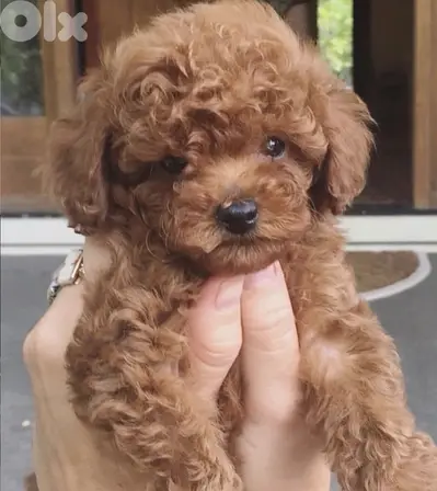 Red brown Toy Poodle puppy STAYS SMALL Delivery available Dog كلاب