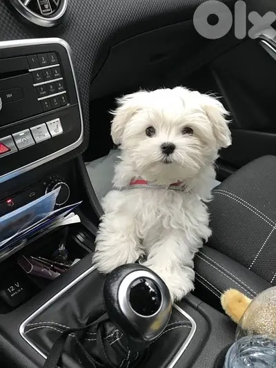 Cutest mini Bichon Maltese puppy available now/ Dog / كلب / كلاب