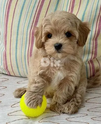 Small size Maltipoo puppy imported pure breed Delivery/ Dog /كل / كلاب