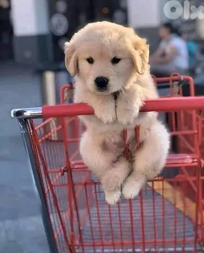 Cutest Golden Retriever puppy finally available!!/dog كلب Delivery