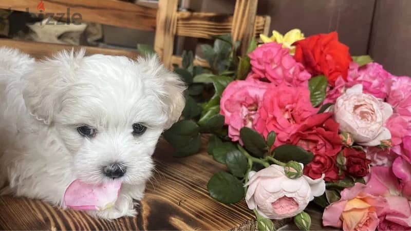 Cutest mini Bichon puppy available in store & Delivery جرو كلب dog 0