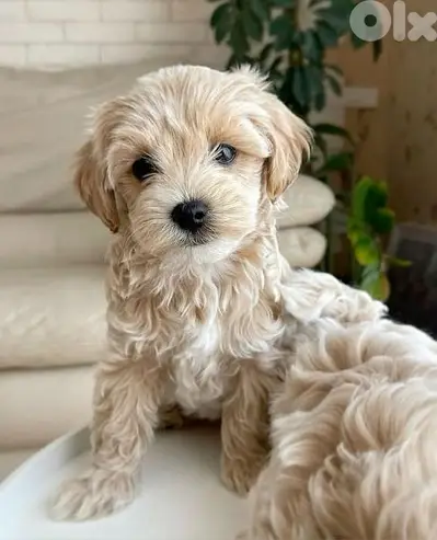 Maltipoo - Puppies / dog كلاب