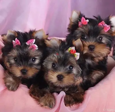 Teacup Yorkshire Terrier puppy available in store now dog كلب DELIVERY