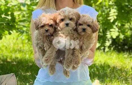 Maltipoo puppies imported pure breed Delivery Dog كلاب