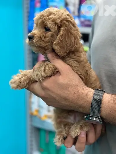 Small Maltipoo puppy imported  ADORABLE كلاب