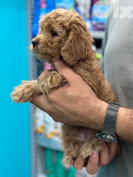 Small Maltipoo puppy imported  ADORABLE كلاب 0