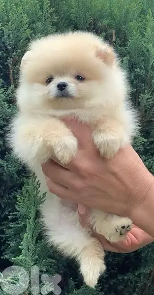 Fluffiest & Imported Teacup Pomeranian spitz DELIVERY dog كلاب