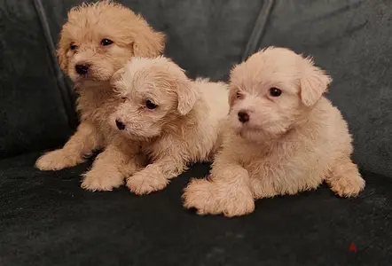 Bichon maltese puppy