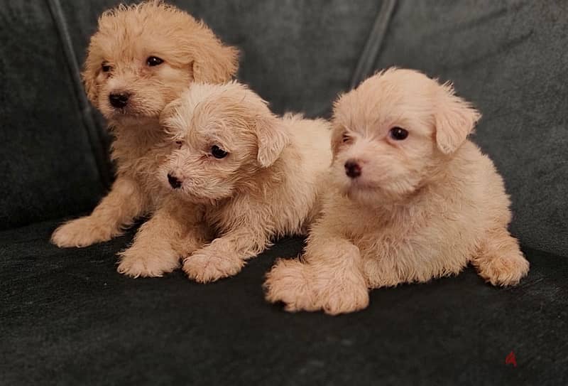 Bichon maltese puppy 0