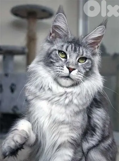 Imported Mainecoon silver delivery