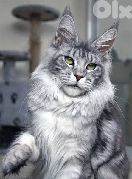 Imported Mainecoon silver delivery 0