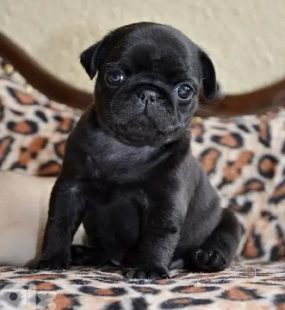 Black Pug Imported Delivery Available