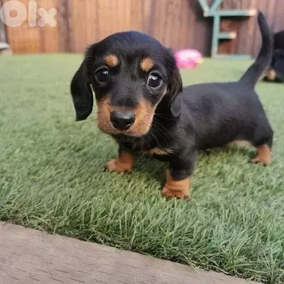 Dachshund Teckel Imported Sausage Dog