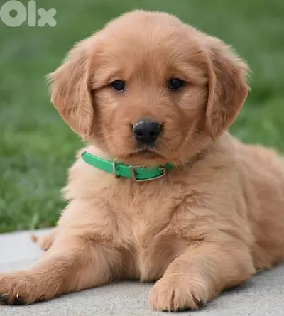 Golden Retriever Puppies/ dog كلاب