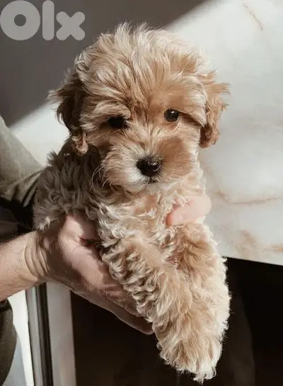 Maltipoo Small Puppies/ dogs /كلاب