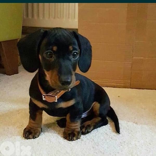 Dachshund/ Sausage Imported Puppy pure breed dog كلاب DELIVERY 0