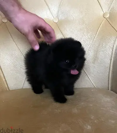 Fluffiest Black Pomeranian puppy imported Dog Delivery كلاب جرو كلب