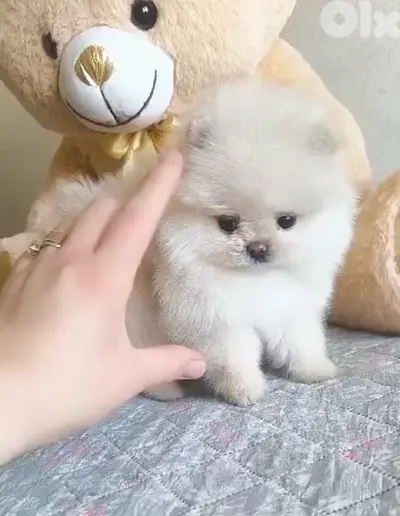 Teacup Pomeranian spitz STAYS SMALL imported pure/ Dog/ Delivery/ كلب Teacup Pomeranian spitz STAYS SMALL imported pure/ Dog/ Delivery/ كلب