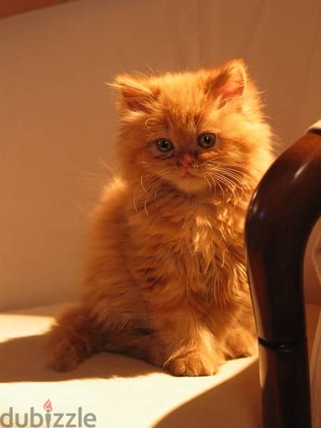 Beautiful Blue eyes Persian orange kitten long hair / Cat / Delivery 0