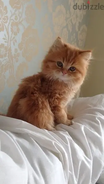 Beautiful Blue eyes Persian orange kitten long hair / Cat / Delivery