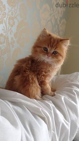 Beautiful Blue eyes Persian orange kitten long hair / Cat / Delivery 0