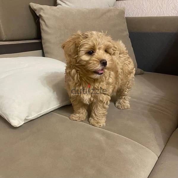 Toy Maltipoo Delivery puppy imported 0
