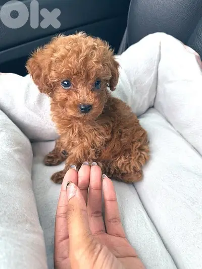 Toy Poodle Imported +Delivery