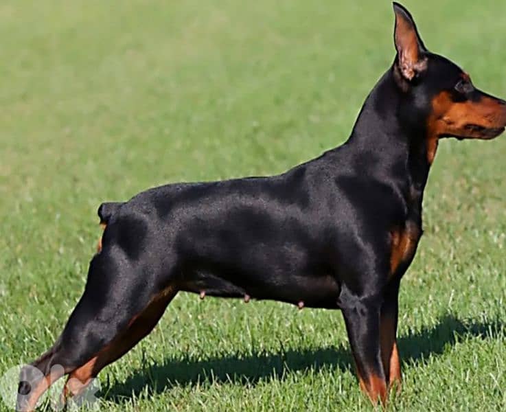 mini pinscher 4