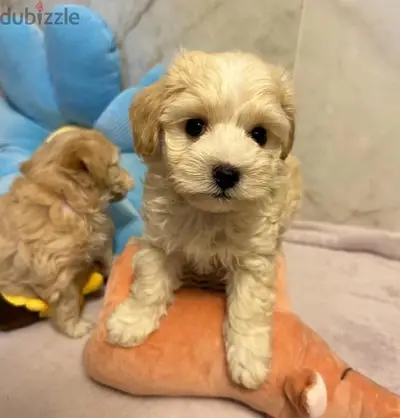 Maltipoo Imported and Delivery
