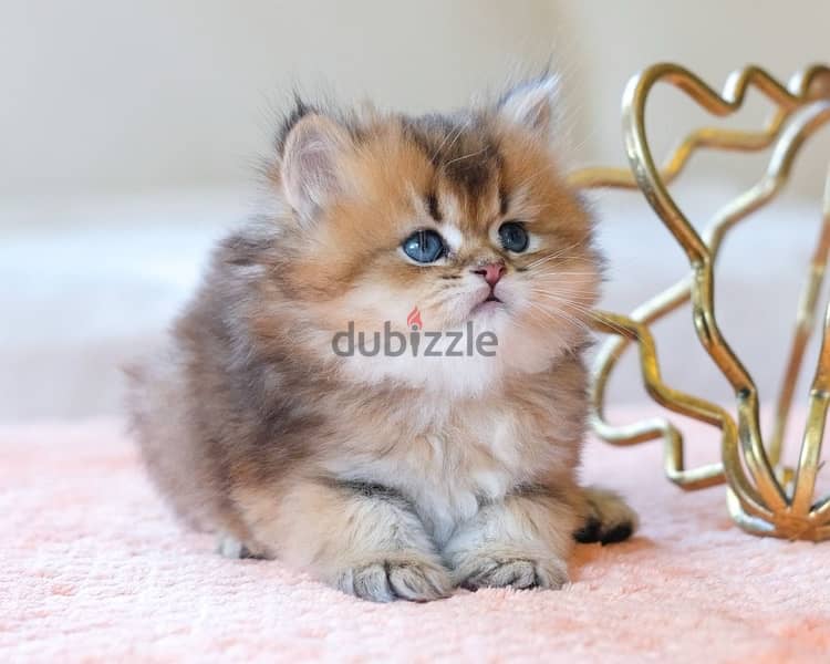 Imported British Golden Chinchilla longhair Kitten 0
