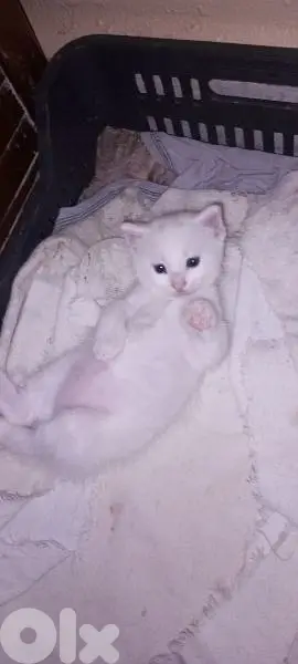 1 mix shirazer male kitten medium hair 50 days