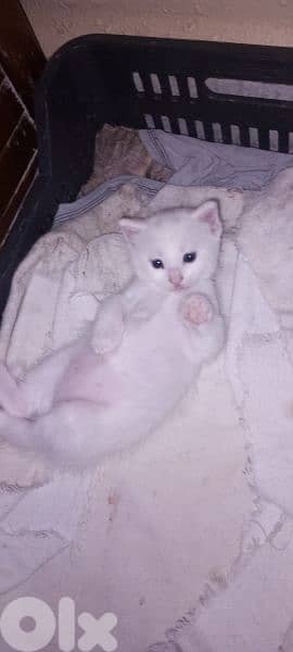 1 mix shirazer male kitten medium hair 50 days 0