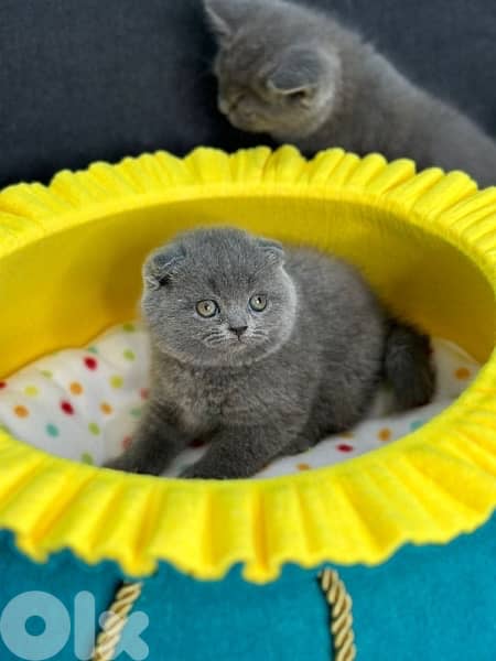 Cutest Scottish Fold kitten pure breed Delivery Cat هرة قطط 0