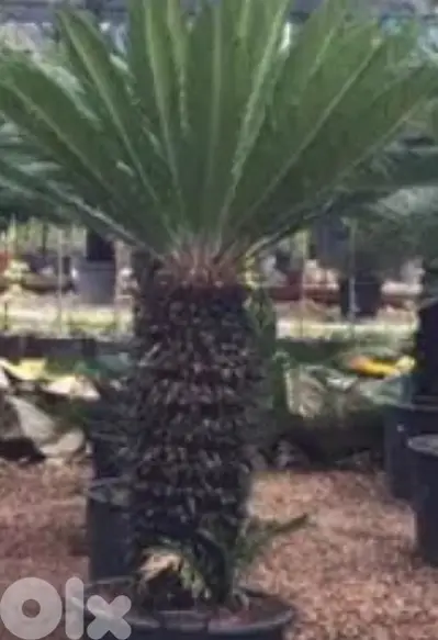 cycas نخيل سيكا
