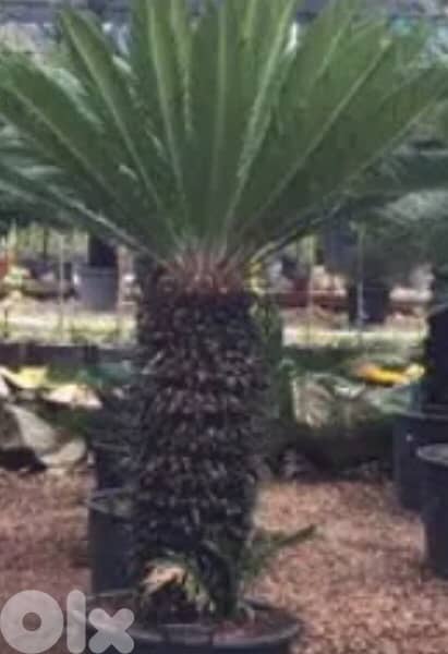 cycas نخيل سيكا 0