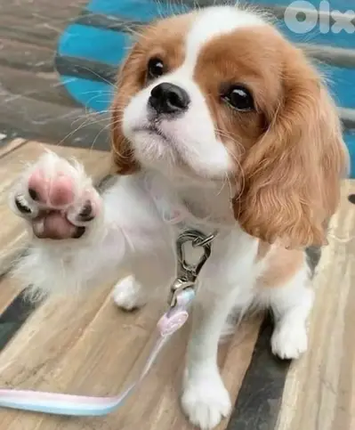 Cavalier King Charles Spaniel / Puppy / Dog / كلب