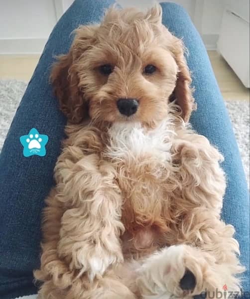 Beautiful Mini Goldendoodle imported pure breed puppy / dog / كلاب 0