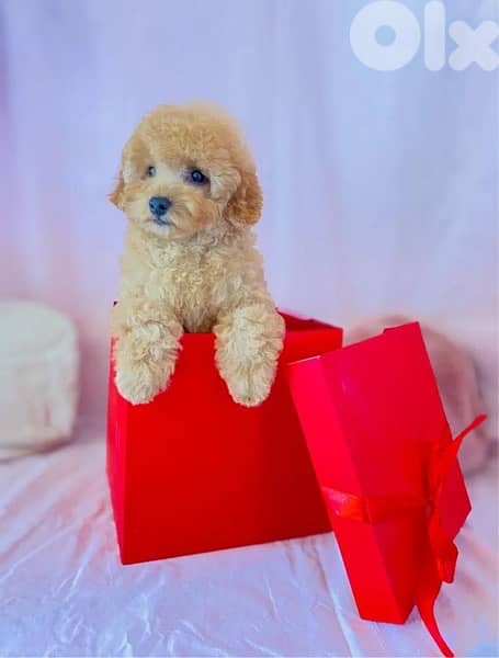 Imported Mini Labradoodle puppy dog كلاب 0