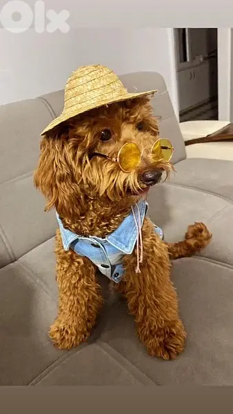 Goldendoodle Miniature pure breed puppy / dog / كلاب
