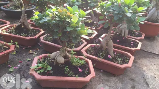 bonsai ficus
