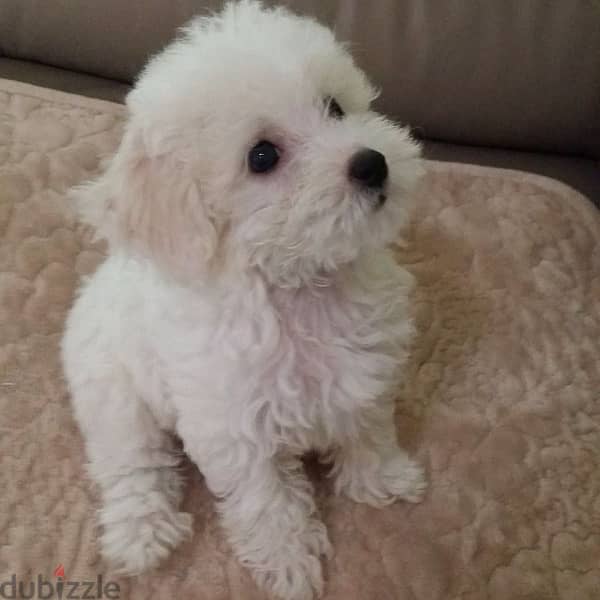 Bichon puppy 0
