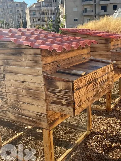 Chicken Cages بيوت دجاج